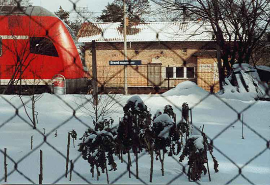 Bild 32 schneebedeckter Kohl im Bahnhofgarten 