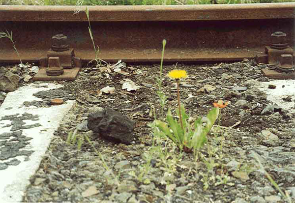 Bild 48 Blume zwischen Kohle und Schotter