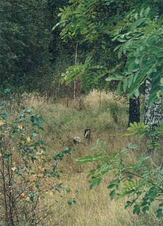 Bild 8 Weichenlaterne mitten in der Wiese (Wald) ohne das Gleise zu sehen sind